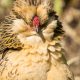 Antwerp Bantam chicken on a beautiful day.